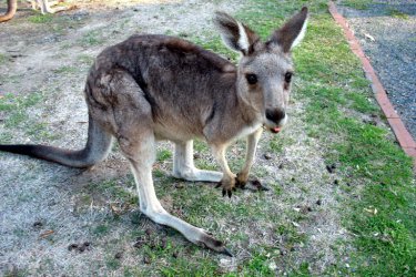 Naturwunder Kangaroo Island