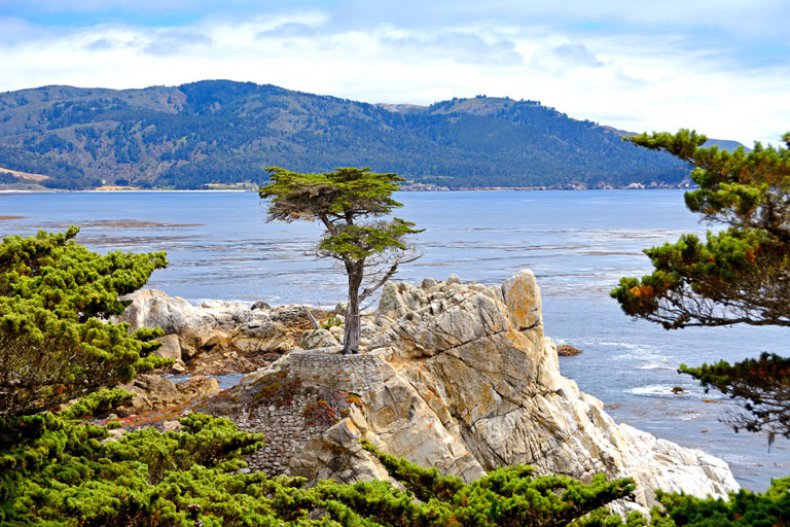 Lone Carmel Cypress, Monterey