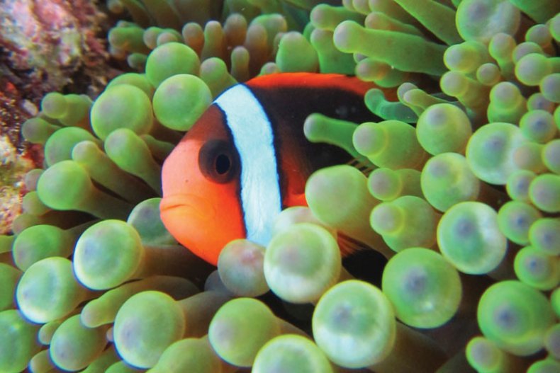 Clownfish, Great Barrier Reef