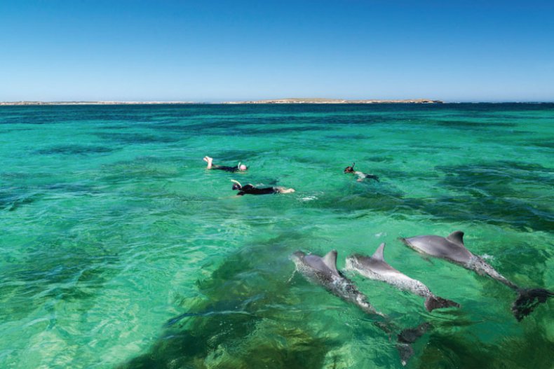Schwimmen mit Delfinen, Baird Bay Ocean Eco Experience, SA