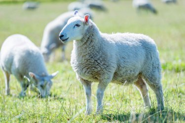 Schafe Schottland