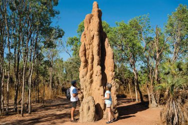 Termitenhügel, Litchfield Nationalpark, NT