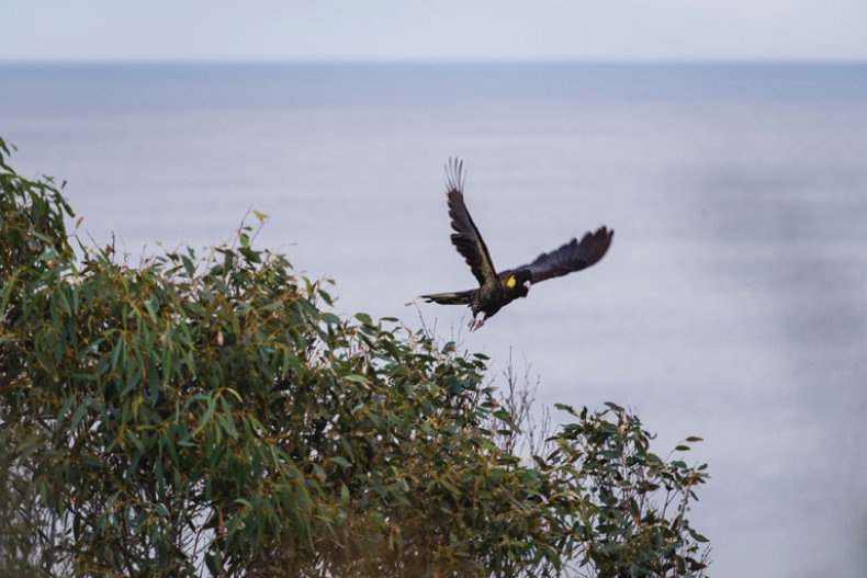 Yellow-tailed Black Cockatoo, Bruny Island, TAS