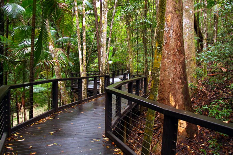 Wanderweg durch den Regenwald, Fraser Island