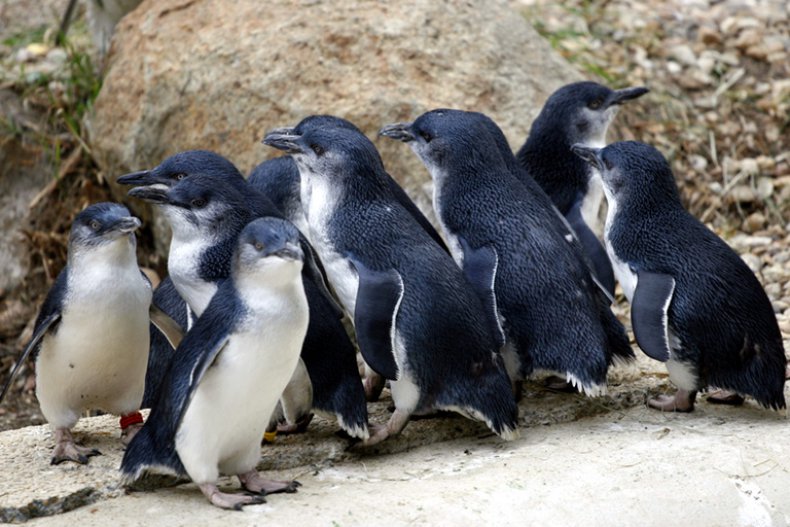 Pinguine, Phillip Island