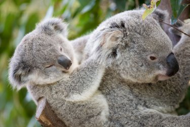 Baby Koala on mother's back