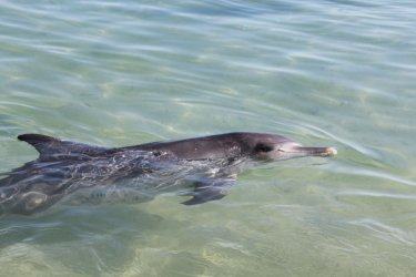 Delphin am Strand, Monkey Mia