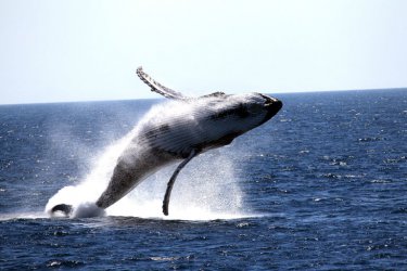 Humpback Whale (Buckelwal)