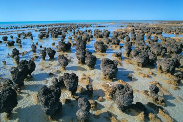 Stromatolithen, Hamlin Pool