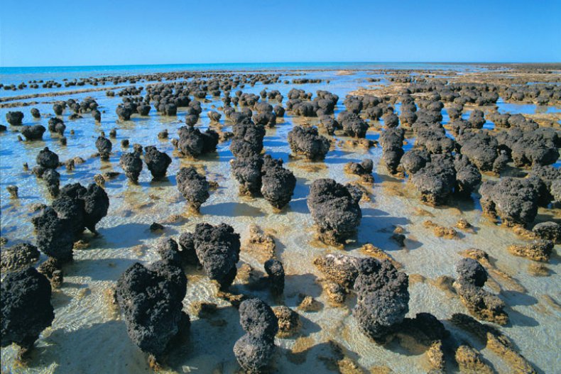 Stromatolithen, Hamlin Pool