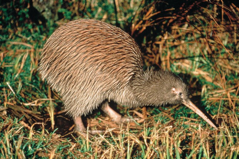 Kiwi, Rotorua