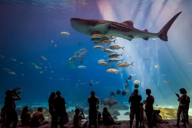 Ausflugstipp Atlanta: Georgia Aquarium