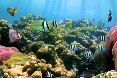 Unterwasserwelt Bora Bora
