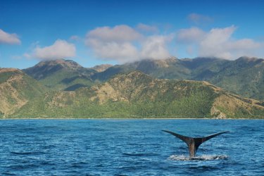 Tagesausflug Südinsel: Whale Watching